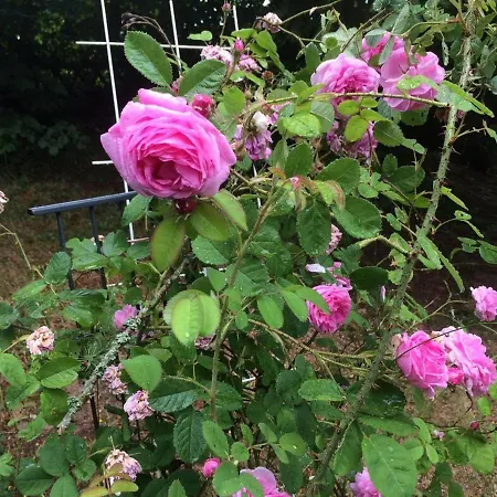Ferienhaus-stadtkyll Beim Foerster * Stadtkyll