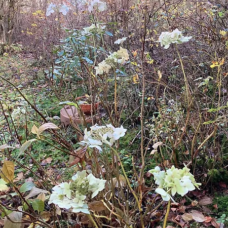 Σπίτι διακοπών Ferienhaus-stadtkyll Beim Foerster Stadtkyll