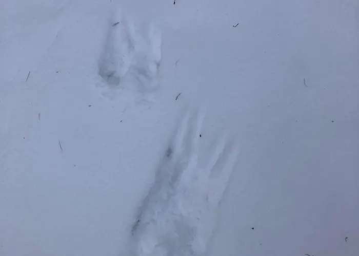 펜션 Ferienhaus-stadtkyll Beim Foerster 슈타트킬